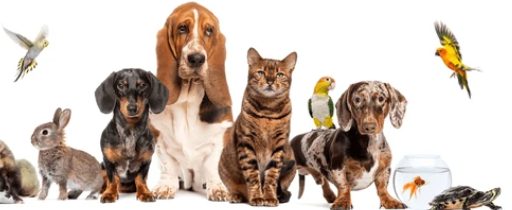 Name That Animal Breed Quiz